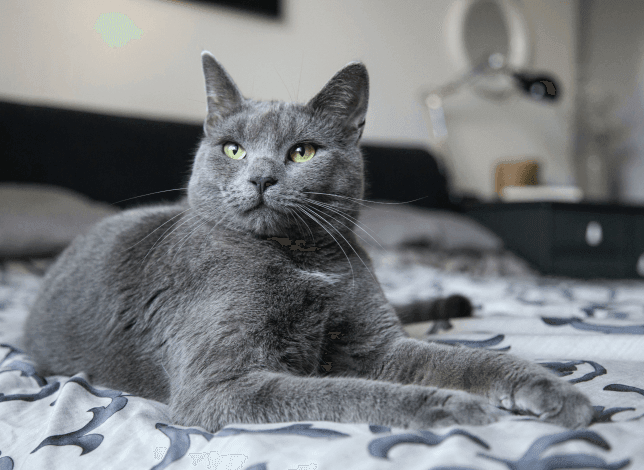 ruska plava macka na krevetu