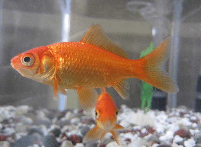 zlatne ribice plivaju