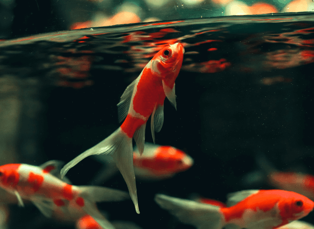 ribice u akvarijumu